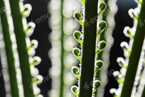 Preview: Close-up of a young palm with spirally curved leaves