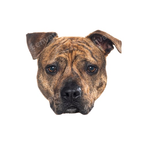 Preview: Portrait of adorable brindle staffordshire bull terrier dog looking directly at viewer