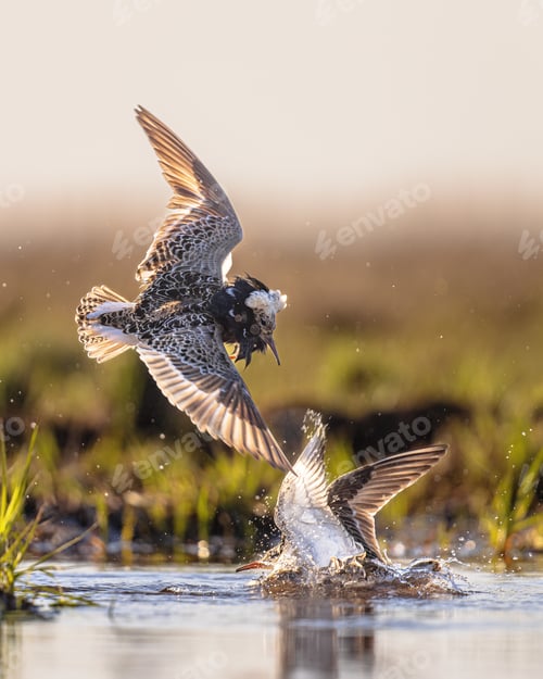 Preview: Ruff two birds fighting at lek