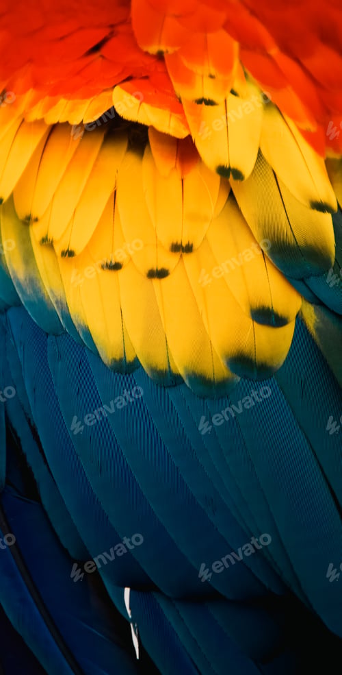 Preview: close up of Scarlet macaw bird's feather