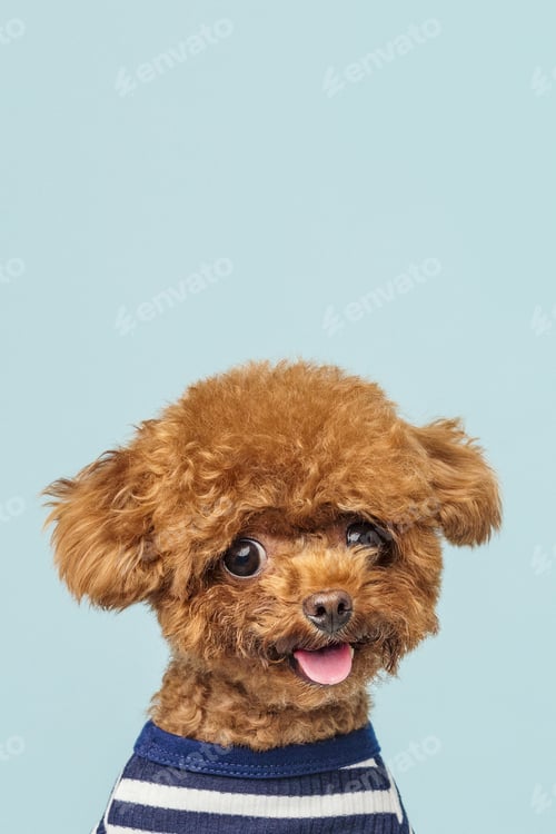Preview: Adorable little poodle on a blue background