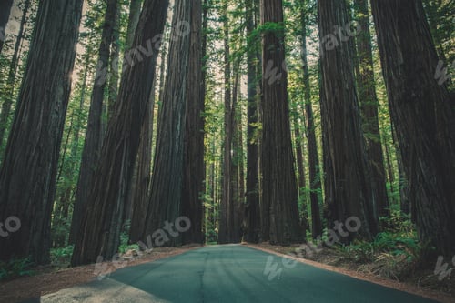 Preview: A Road Through the Giant Redwood Forest