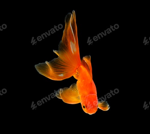 Preview: goldfish isolated on a dark black background