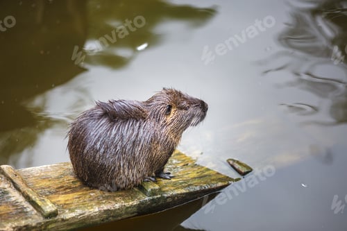 Preview: a muskrat sits on a wooden board on the shore of a lake by the water