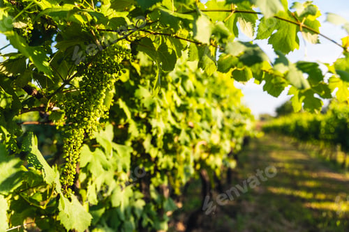 Preview: Vineyard with bunches of green grapes