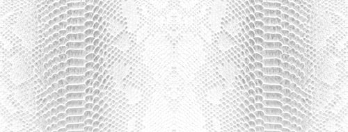 Preview: Skin snake background White snake skin texture Close-up