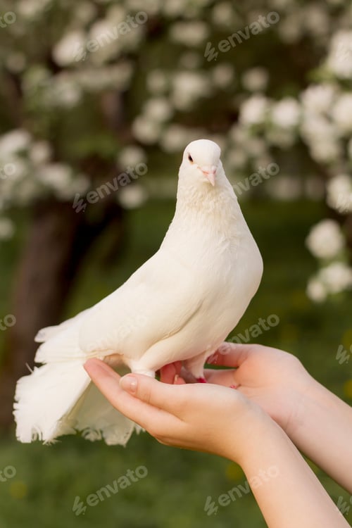 Preview: A white dove, a messenger sits on the arms of a girl in a spring blooming garden