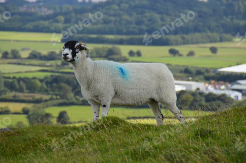 Preview: A sheep on a hill