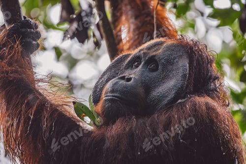 Preview: Orangutans