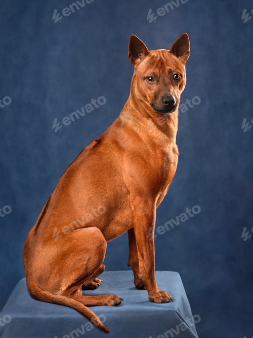 Preview: Thai Ridgeback dog