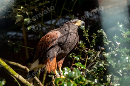 Preview: Harris Eagle perched on a branch