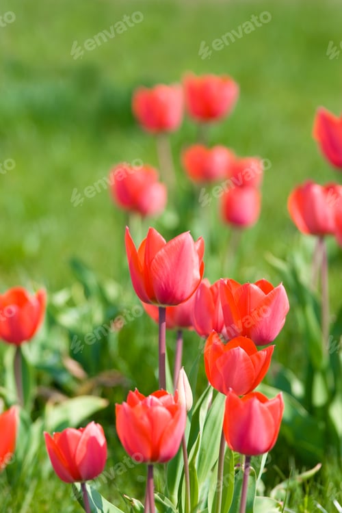Preview: Red tulips