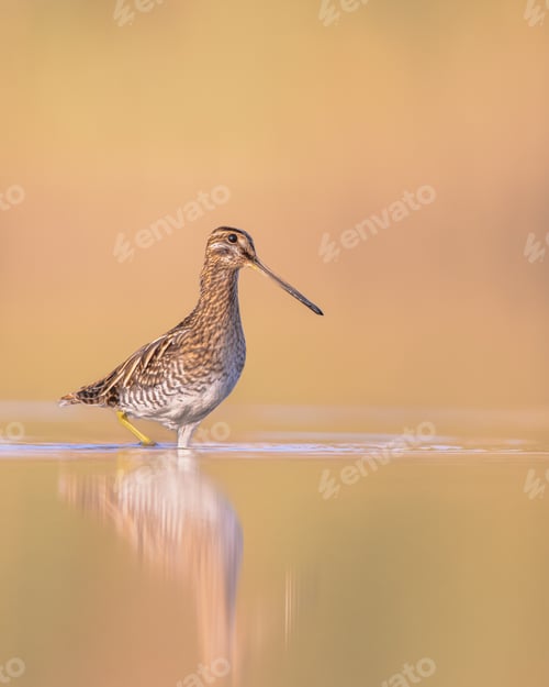 Preview: Common snipe wader bird in habitat background