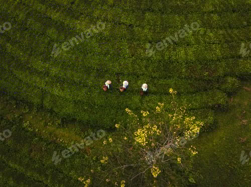 Preview: Dawn on Long Coc tea hill