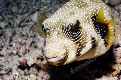 Preview: Up Close With a White Spotted Pufferfish in the Waters of the Red Sea