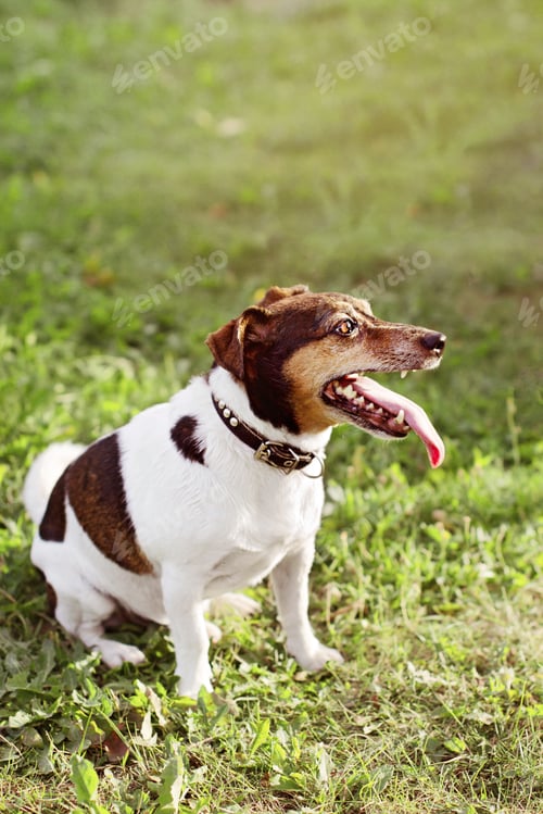 Preview: Jack Russell puppy dog in collar sits in profile on green grass