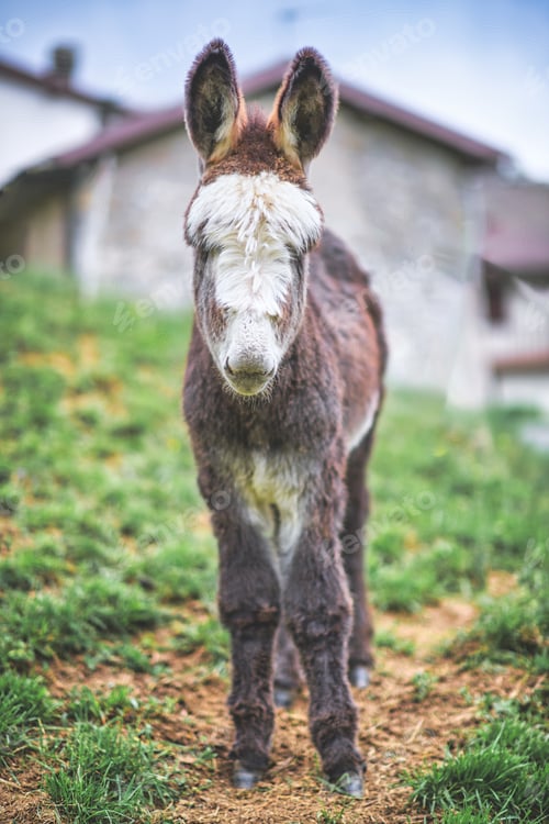Preview: A small donkey near rural houses