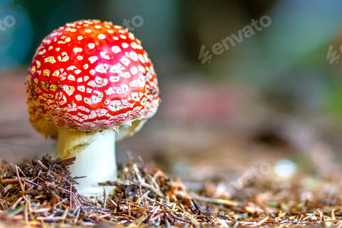 Preview: Red fly agaric mushroom or toadstool in the grass. Latin name is Amanita muscaria. Toxic mushroom