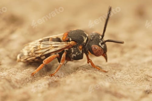 Preview: Closeup shot of a Black-thighed Epeolus variegatus, a cuckoo solitary bee