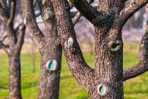 Preview: Tree trunks of leafless fruit trees in spring orchard