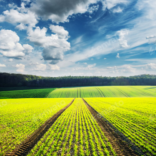 Preview: Rural landscape with agricultural fields