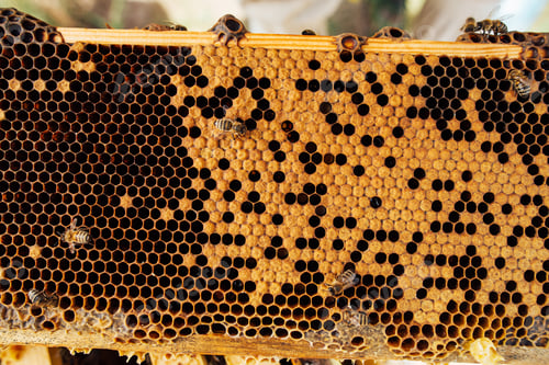 Preview: Honeycombs with pollen. Harvest beekeeping products in the apiary.