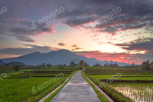 Preview: Beautiful morning view indonesia Panorama Landscape paddy fields with beauty color and sky natural