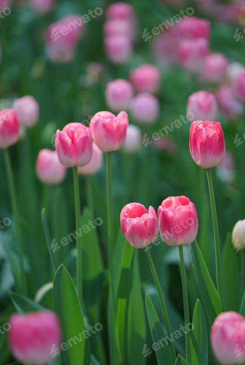 Preview: Tulips