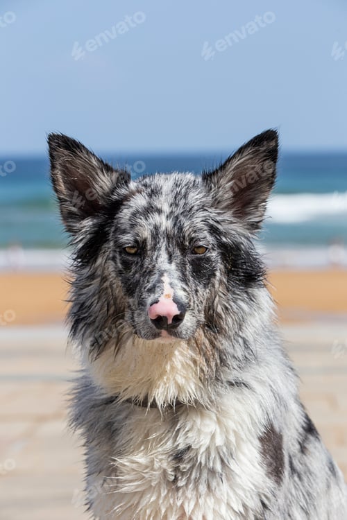 Preview: Charming adorable blue merle and white male border collie outdoors portrait on the beach
