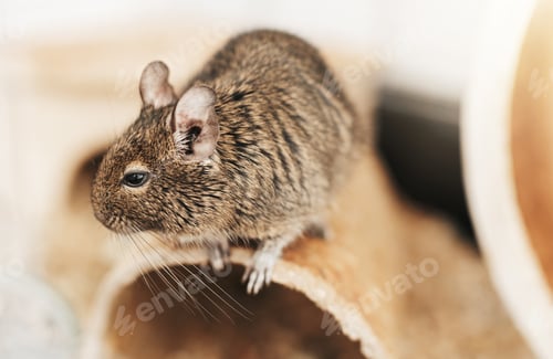 Preview: Adorable rodent portrait with brown and grey fur