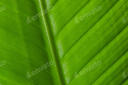 Preview: Green leave texture pattern close up