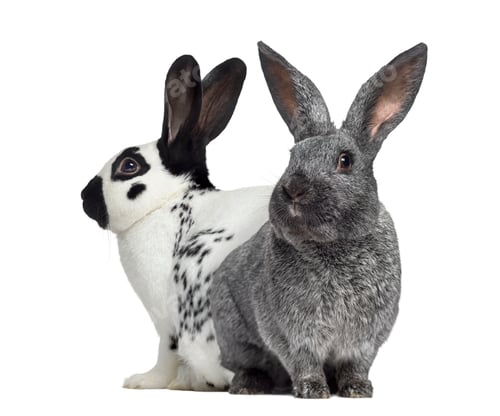Preview: Checkered rabbit and Argente rabbit isolated on white