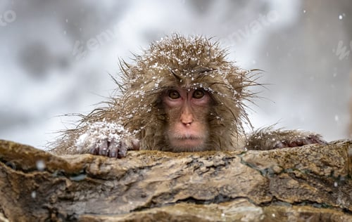 Preview: Japanese macaque in Jigokudani (Hell's Valley), Japan.