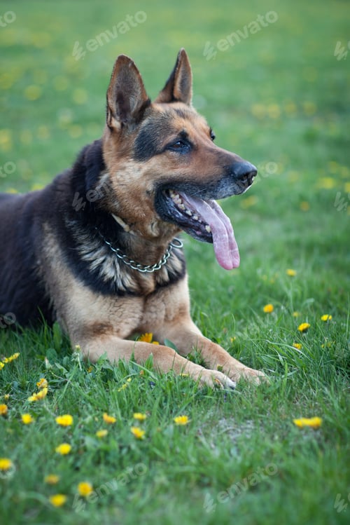 Preview: Clever German Shepherd dog lying in the spring grass, waiting fo