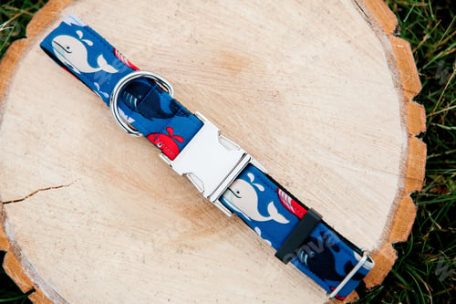 Preview: Dog Collar and Leash set. Pet Supplies and Walking Gear Collection