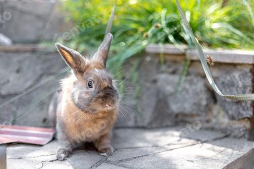 Preview: A red-haired domestic rabbit walks down the street. Pets concept.