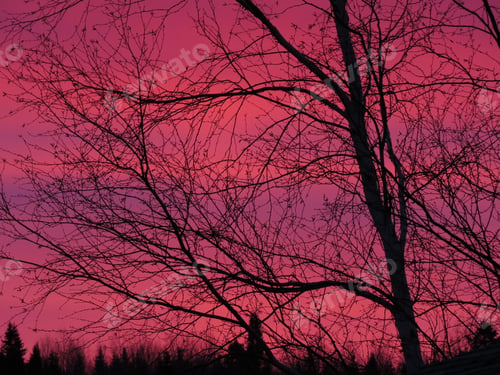 Preview: a pink sky over trees and sky with no clouds at the top