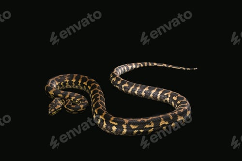 Vista previa: El pitón morelia spilota harrisoni macho sobre fondo negro