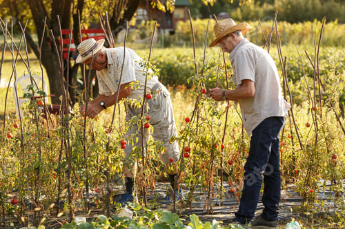 Preview: Two senior frends on farm