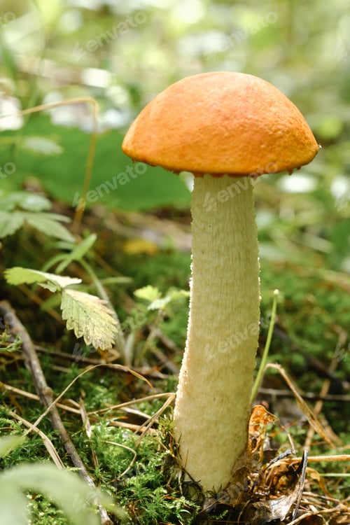 Preview: An edible aspen mushroom growing in the forest. Mushrooms in the forest. Mushroom picking