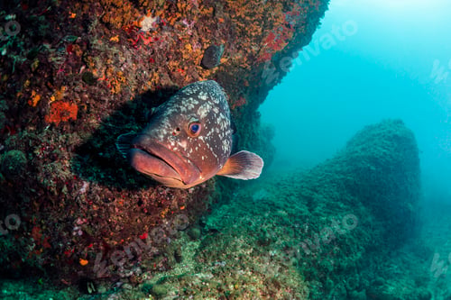 Preview: big fish swimming near rocks with colorful coral