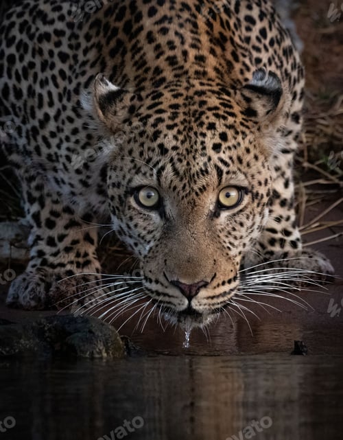 Preview: Vertical closeup shot of a beautiful majestic leopard looking at the camera