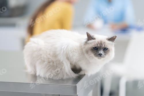 Preview: Beautiful long hair cat at the vet clinic