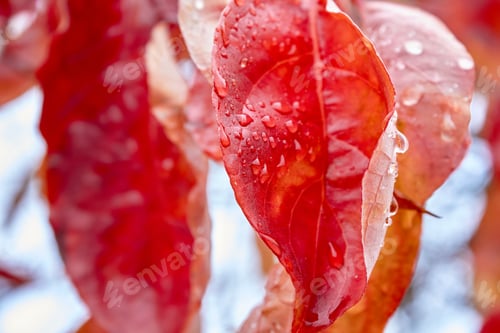 Preview: Red Leaf and Water Droplets