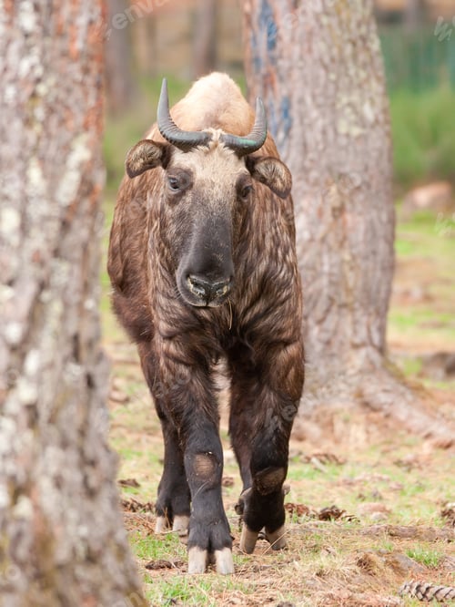 Preview: Vertical shot of a brown takin walking in a forest