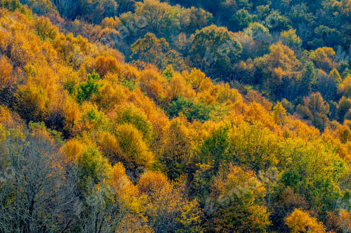 Preview: Colorful Autumn Trees in Forest Landscape Scene