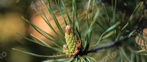 Preview: Coniferous pine tree branch with young fresh green cones in springtime. Natural floral banner. N