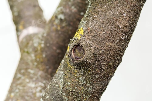 Preview: Close up of trunk of a tree