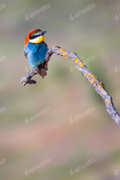 Preview: Bee-eater