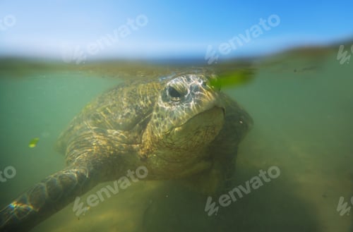 Preview: Turtle